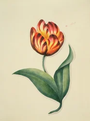 Tulipan, z „Kwiaty”, angielski rękopis botaniczny, ok. 1840 (wc)